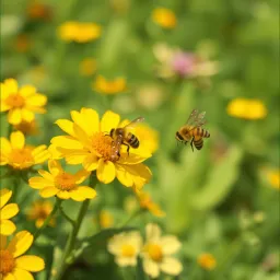 Happy to bee me
