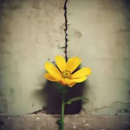 Rise Above