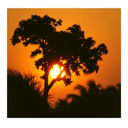 Palmwine