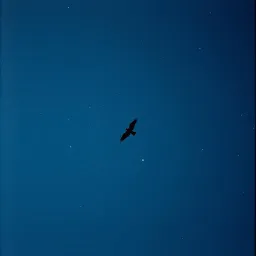 Wings to Fly