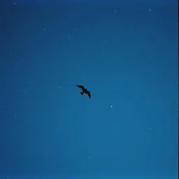Wings to Fly