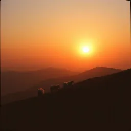 Zühalim