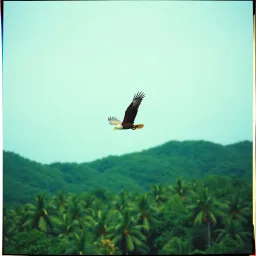 Big Eagle Lesson