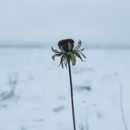 Olurmu