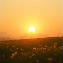 The Sunshine of His Love