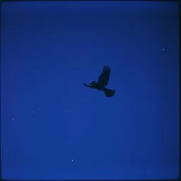 Left on the wing