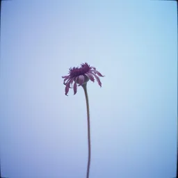 Crystalline and Paper-thin