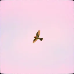 Chase the Sun