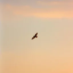 Fly