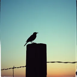 Mockingbird’s