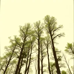 The Tall