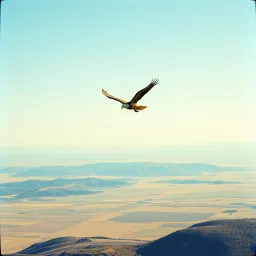 Wings of Freedom