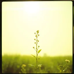 A Sapling's Promise