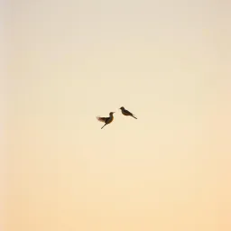 Feathers of goodbye