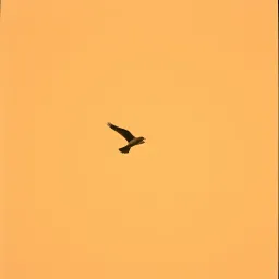 Wings of Rust
