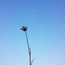 A love lost