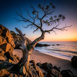 Morning Light