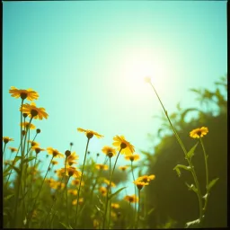 Danse Sous Le Soleil