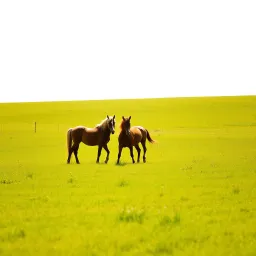 I love my horses