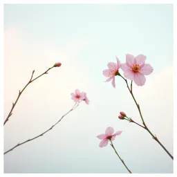 Falling Petals