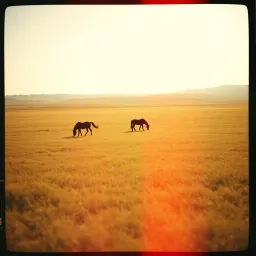 Saddle and Dust