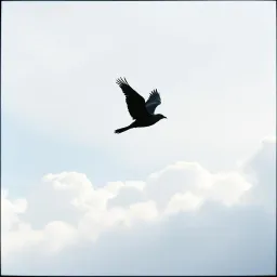 "Still in Love with an Angel