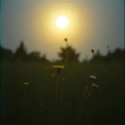 Whispers Beneath the Stars