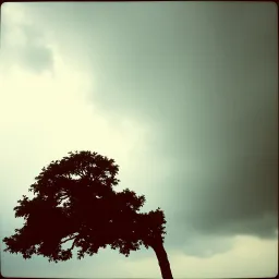 The Shadow's Dance