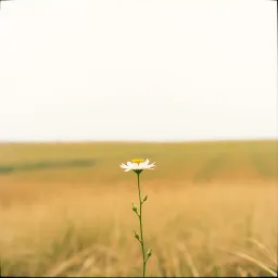 ਬਹੁਤੇ  ਨਾ  ਤੂੰ  ਯਾਰ  ਬਣਾ