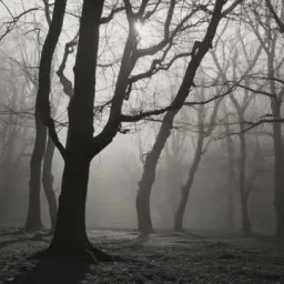 Shadows in the Dark