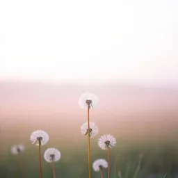 Whispers of Grace