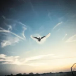 Forever Sky