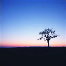 Fade into Nothing