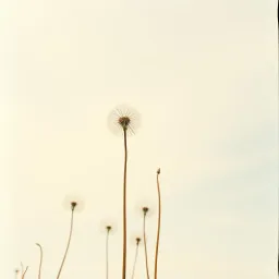 Blowing in the Wind