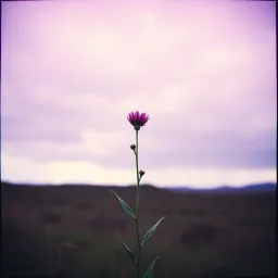 Daisy in the Wild