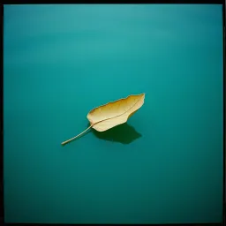 Dry Leaf
