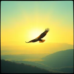 Fly like an Eagle 1