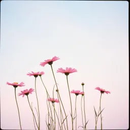 Ten flowers in a field