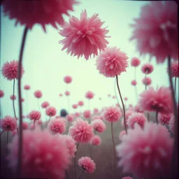 Pom Pom original by Rocking doll