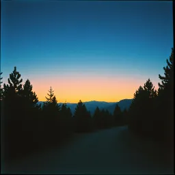 Whispers of Oregon Pines