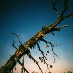 Ants Still Climb