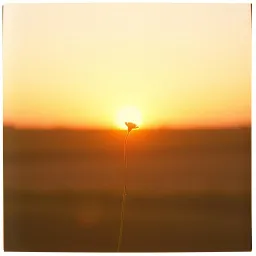 Second Sunrise