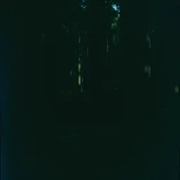 Left in the Shadows