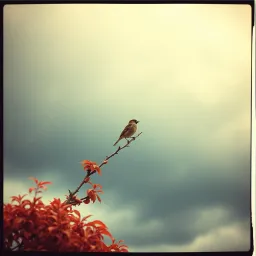 Heaven's Whisper