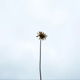 Saw you, Lost you