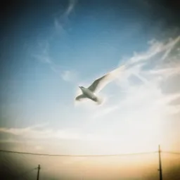 Forever Sky