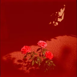 Rosas y mentiras