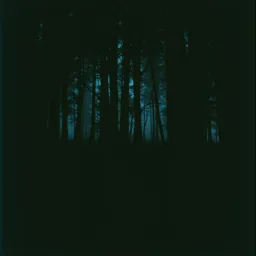Entwined Shadows