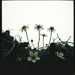 Thorns and Ashes
