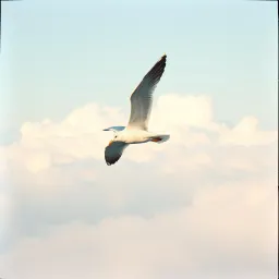 Carta a Gaviota